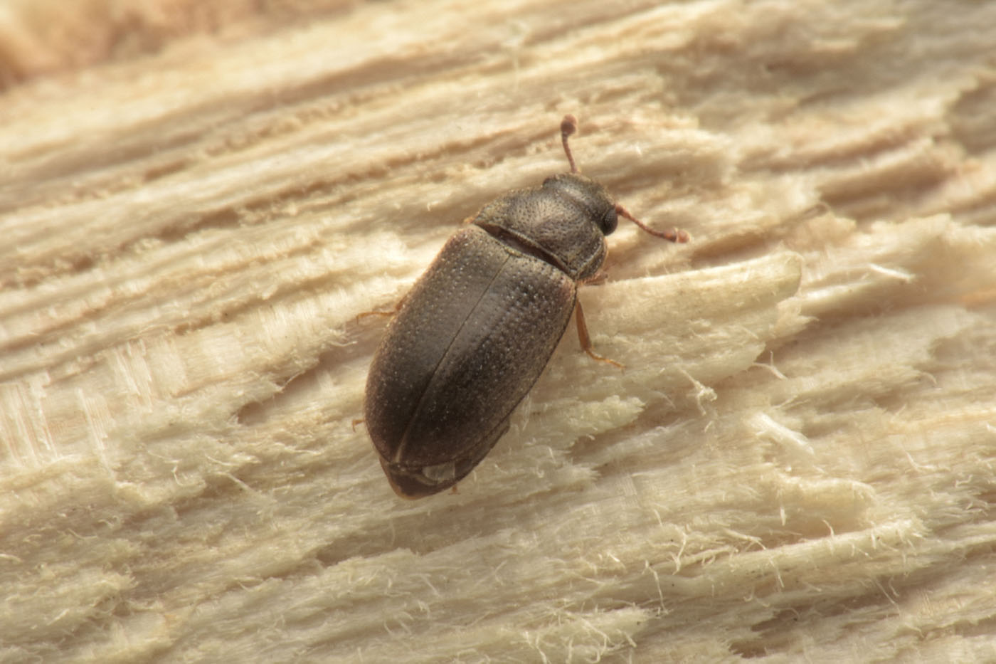 Biphyllidae: Biphyllus frater? S